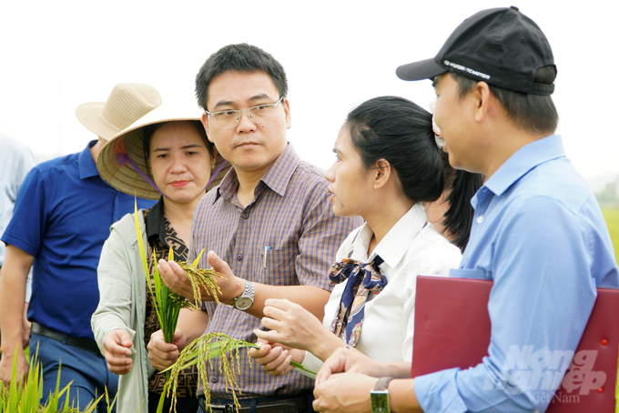 2-094608_479-094609.jpg Gia Lộc 26 và Gia Lộc 35 có nhiều ưu điểm để thay thế một số giống lúa thoái hóa tại Quảng Trị. Ảnh: Võ Dũng.
