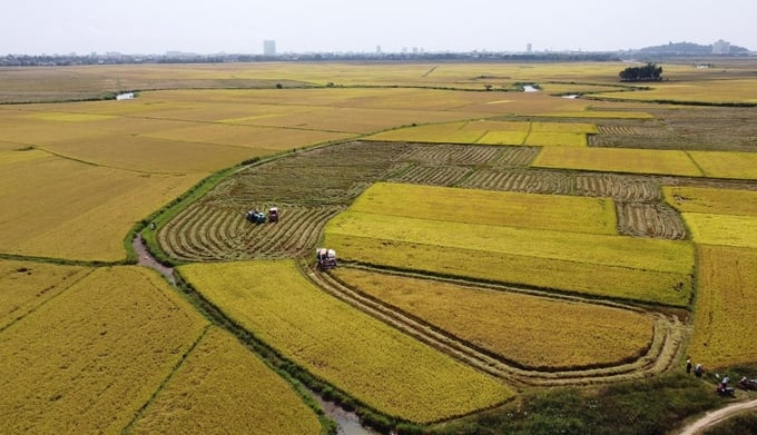 Nông dân Phú Yên đang vào vụ thu hoạch lúa đông xuân. Ảnh: NH.