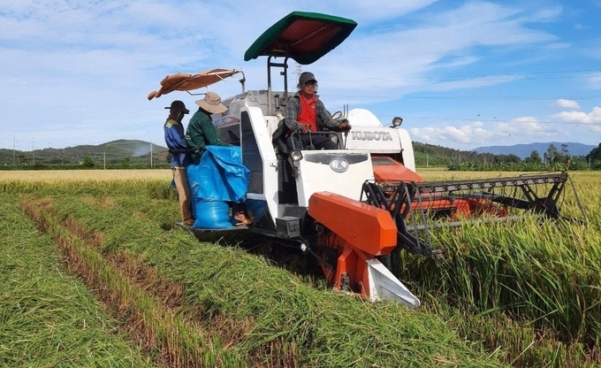 Nông dân rất phấn khởi vì lúa đông xuân được mùa, thời tiết cũng đang thuận lợi cho việc thu hoạch, phơi lúa. Ảnh: KS.