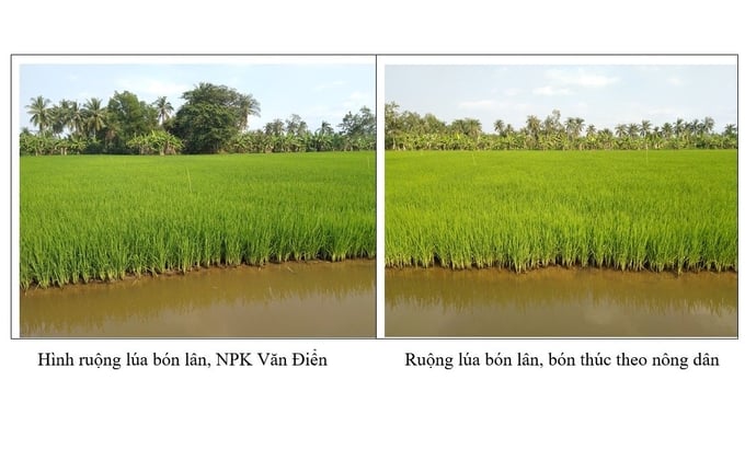 Hình ảnh đối chứng mô hình lúa tại Cà Mau sử dụng Phân bón Văn Điển 37 ngày sau sạ.
