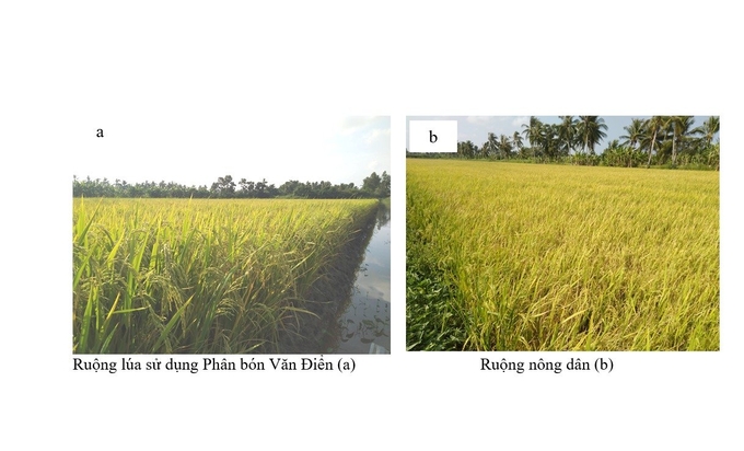 Hình ảnh đối chứng mô hình lúa tại Cà Mau sử dụng Phân bón Văn Điển 74 ngày sau sạ.