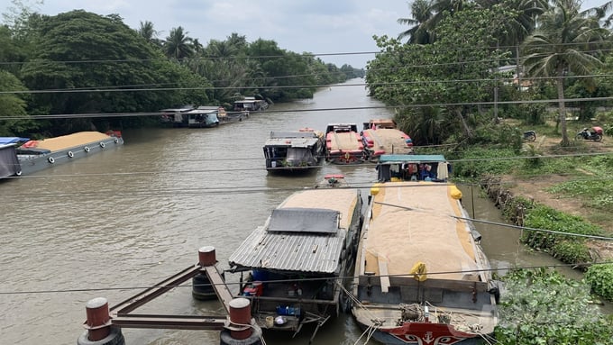 Currently, traders are coming directly to the fields to buy rice at high prices, so farmers are very excited. Photo: Thanh Hung. 
