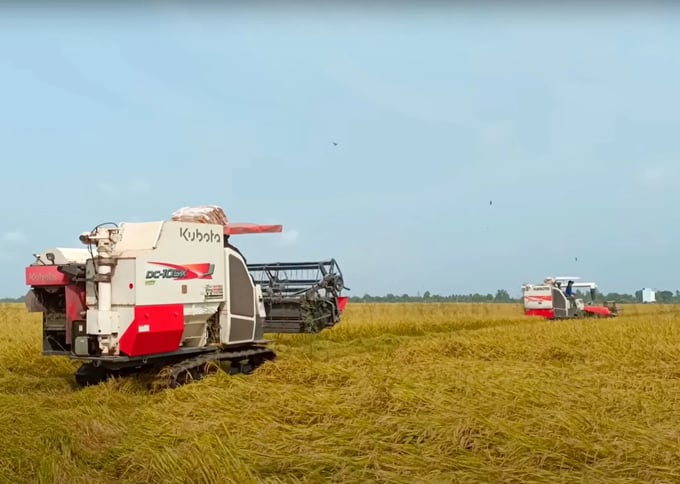 Harvesting rice in Long An. Photo: Son Trang.