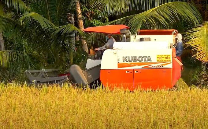 Farmers in the Mekong Delta harvest Winter-Spring rice 2023-2024. Photo: Son Trang.