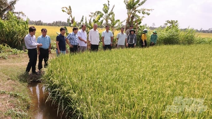 Farmers' fields are in the ripening stage in Tra Vinh, and the seeds are provided sufficient water. Photo: Ho Thao.