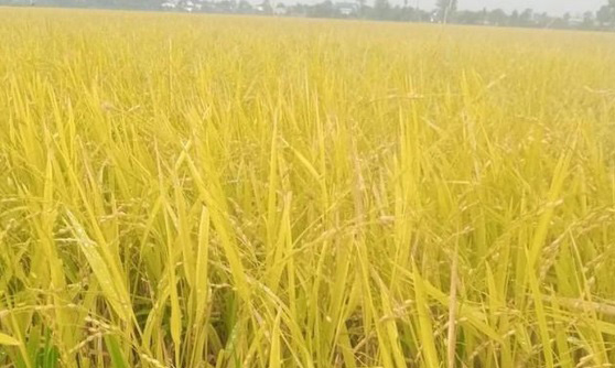 l1-083423_193.jpg Lúa đến thời kỳ thu hoạch bị mưa đá làm rụng hết hạt. Ảnh: Thanh Bình.