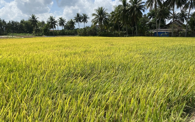 Dù sản xuất trên nền đất yếu nhưng toàn bộ diện tích lúa không bị đổ ngã khi dùng phân bón sinh học thế hệ mới Agrilong. Ảnh: KS.