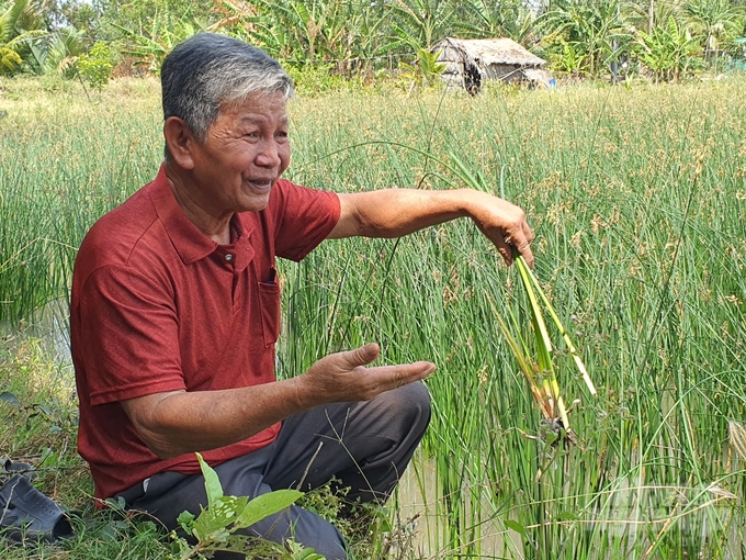 nguoi-dan-dbscl-sang-tao-thich-ung-tot-voi-xam-nhap-man-131125_485-131126.jpg Mô hình trồng cỏ năn tượng được chuyên gia đánh giá phù hợp với điều kiện biến đổi khí hậu, nhất là bối cảnh xâm nhập mặn hiện nay, tạo thêm sinh kế cho người dân. Ảnh: Kim Anh.