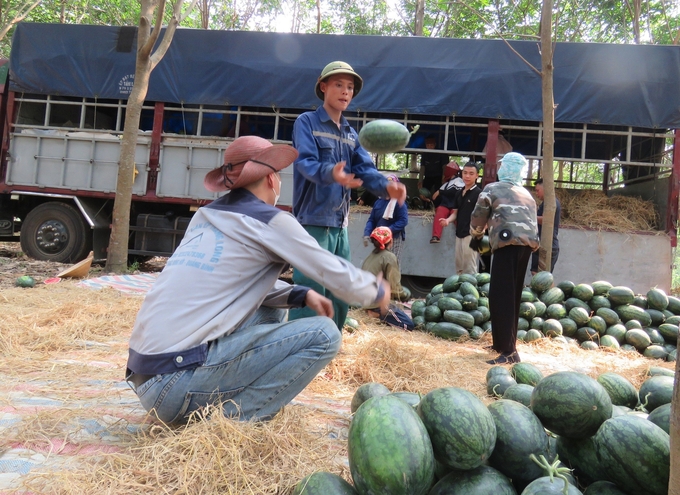 Vào vụ dưa, những lao động thu hoạch, bốc chuyển dưa lên ô tô có thu nhập từ 500 - 600 ngàn đồng mỗi ngày. Ảnh: T. Đức.