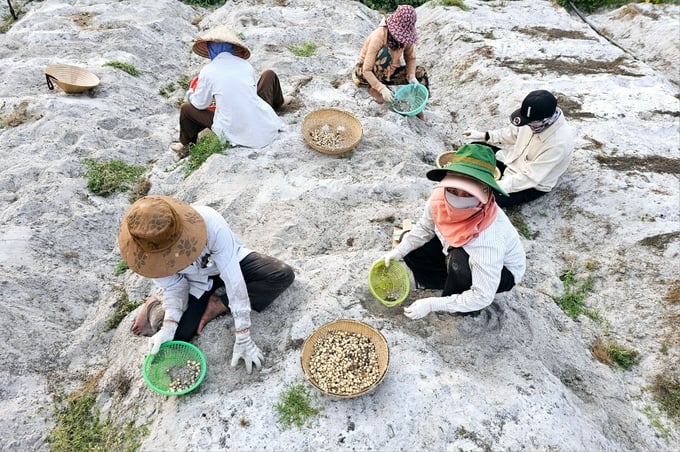 c10-141827_201.jpg Củ ném Hải Lăng. Ảnh: Vũ Quang.