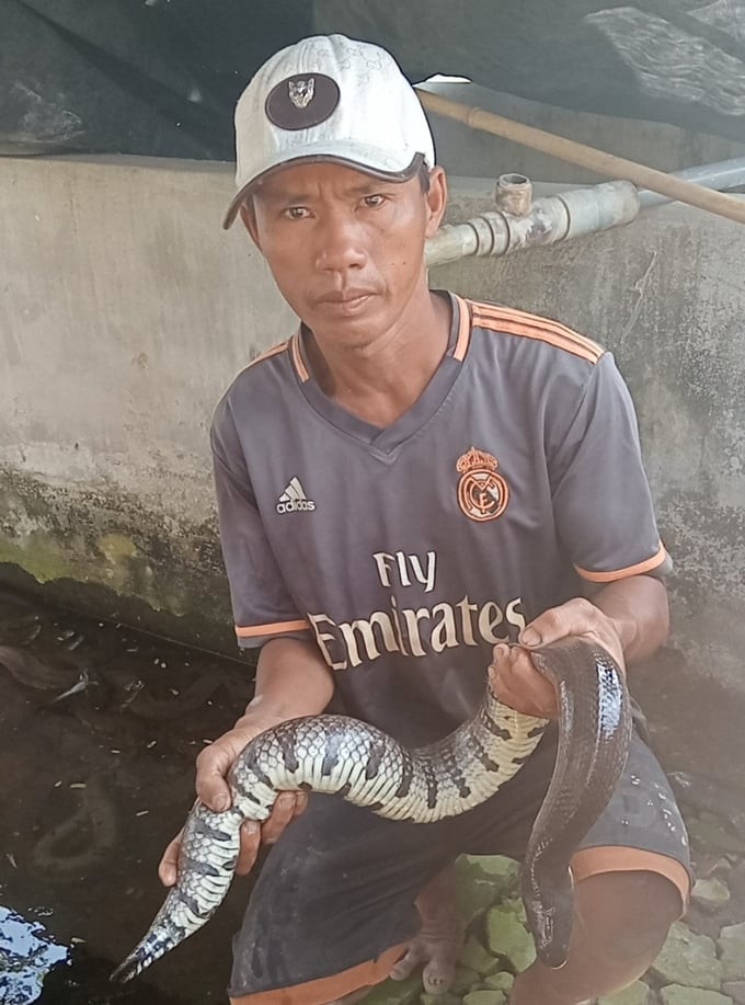 Anh Hận cho biết rắn ri voi dễ nuôi, chỉ cần lưu ý thay nước thường xuyên để đảm bảo môi trường nuôi sạch sẽ.