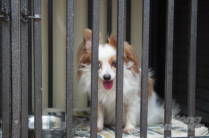 Microchipping facilitates management and access to information regarding pet ownership, vaccination history, and breed. Photo: Nguyen Thuy.