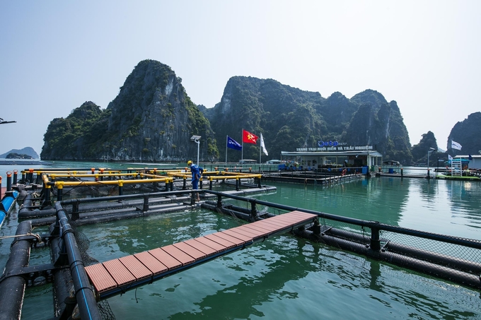 z5404271350099_005355981ed23e5b9f4defb7de2b54c3-155001_454.jpg Trang trại nuôi biển và trải nghiệm các loại lồng nuôi thủy sản HDPE tại Vân Đồn - Quảng Ninh.