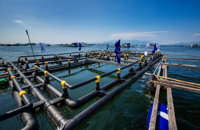 STP Group also offers square cages suitable for various mariculture models.