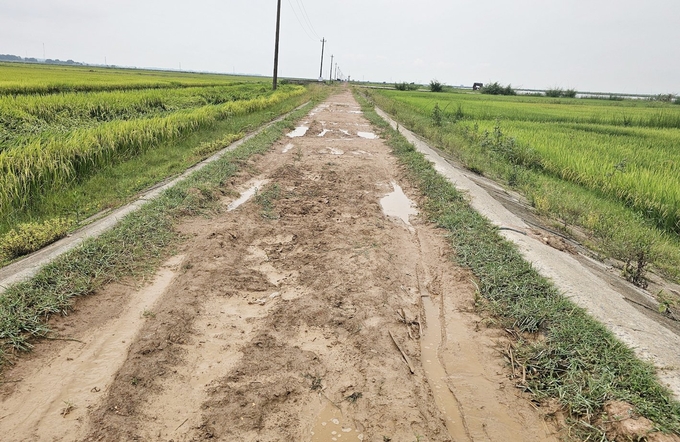 Mặt đê bị sụt lún, hư hỏng nặng. Ảnh: T. Phùng.