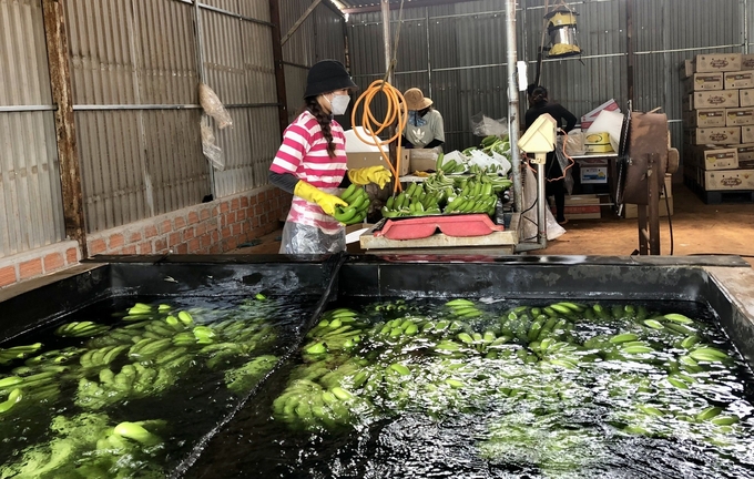 chuoi-134635_209.jpg Sản phẩm chuối ở huyện Ia Grai (Gia Lai) vừa được cấp mã số vùng trồng. Ảnh: Đăng Lâm.