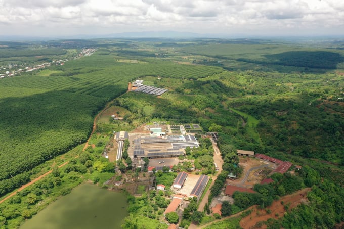 Rubber trees cover the red soil areas of the Central Highlands. Photo: Tung Dinh.