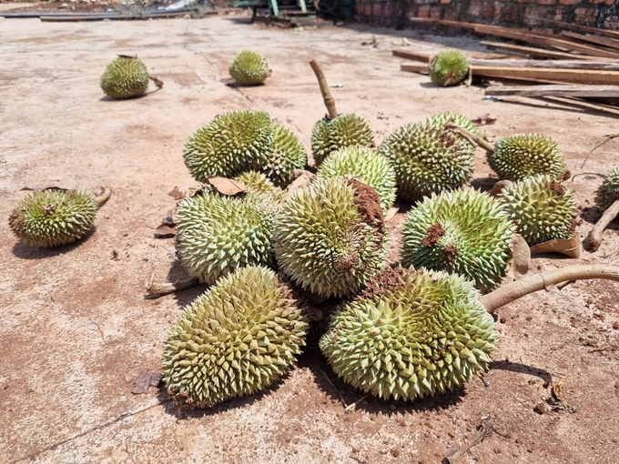 z5417713179830_b7854cf77d9e479f70656d7c0cda25a7-160344_696.jpg Sầu riêng bị rụng thời điểm này xem như bỏ đi. Ảnh: Tuấn Anh.