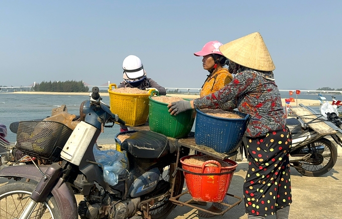 2-101841_872.jpg Ruốc được mùa, giá bán cao nên mỗi ngày đánh bắt, ngư dân thu hàng triệu đồng. Ảnh: L.K.