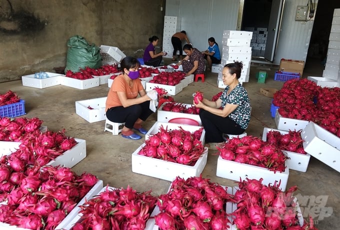 Canh tác theo hướng hữu cơ giúp quả thanh long của HTX thuận lợi đi vào các siêu thị lớn, xuất khẩu đi nhiều nước trên thế giới. Ảnh: Trung Quân.