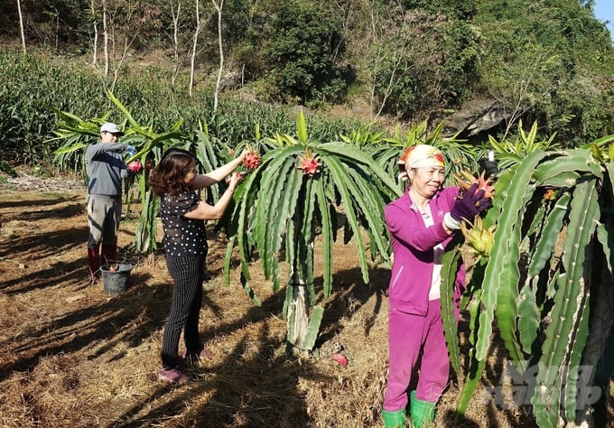 Canh tác theo hướng hữu cơ năng suất thanh long có thể đạt 35 - 40 tấn/ha, cao hơn canh tác thông thường 20 - 15 tấn/ha. Ảnh: Quang Dũng.
