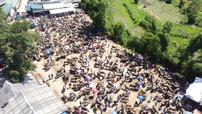 In each session of the Nghien Loan buffalo and cow market, thousands of heads are brought for trading. Photo: Ngoc Tu.