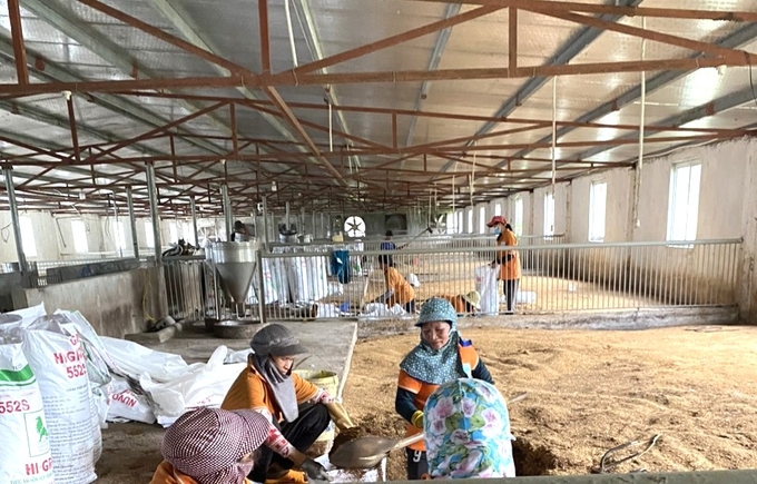 Công ty Bảo Châu chuẩn bị đệm lót sinh học trên nền chuồng để nuôi heo thảo dược. Ảnh: V.Đ.T.