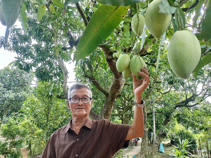 Mangoes from Hoa Loc sand are a speciality fruit of Tien Giang province. Photo: Minh Dam.