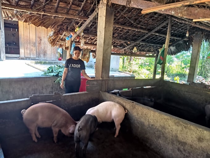Small-scale livestock farmers are fully aware of the importance of maintaining livestock pen hygiene in protecting the health of their animals. Photo: HD.