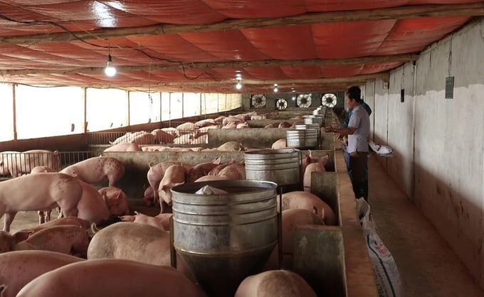 The majority of large-scale livestock farms maintain an environment conducive to disease prevention. Photo: HD.