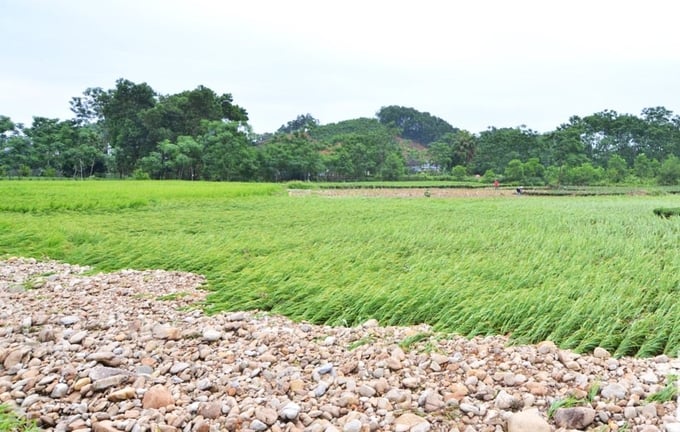 2-175245_29.jpg Mưa lớn gây ngập úng, đổ gãy khoảng 33 ha chè, lúa và rau màu các loại ở các xã Mỹ Yên, Cát Nê và Hoàng Nông. Ảnh: Phạm Hiếu.