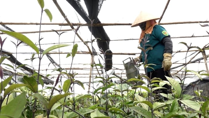 The Morinda officinalis planting area in Ba Che district, Quang Ninh province. 