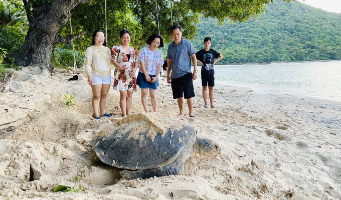 Hằng năm, có hàng trăm cá thể rùa biển chọn Côn Đảo là nơi đẻ trứng, duy trì nòi giống. Ảnh: LB.