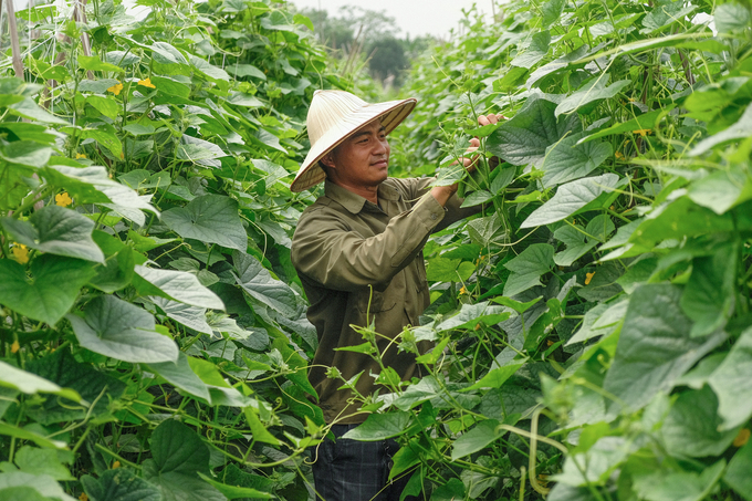 dua-17-162918_797.jpg Anh Hà Minh Nam thu hoạch dưa chuột trên diện tích 3.000m2 sử dụng sản phẩm Serenade của Bayer. Ảnh: Tùng Đinh.