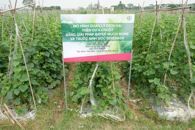 dua-3-162829_55.jpg Ruộng dưa chuột bao tử áp dụng giải pháp Bayer Much More và thuốc BVTV sinh học Serenade. Ảnh: Tùng Đinh.