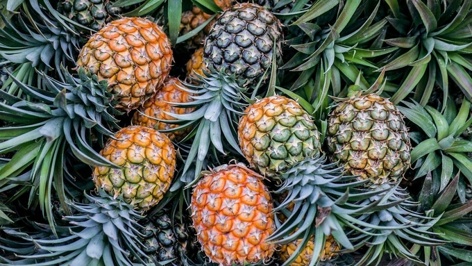 Pineapples are the second fruit from Sri Lanka to gain market access to China. Photo: Producereport.