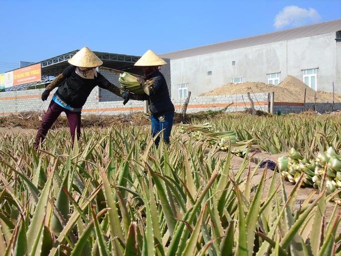 Nông dân Ninh Thuận đang vào mùa thu hoạch rộ nha đam. Ảnh: Nguyễn Cơ.
