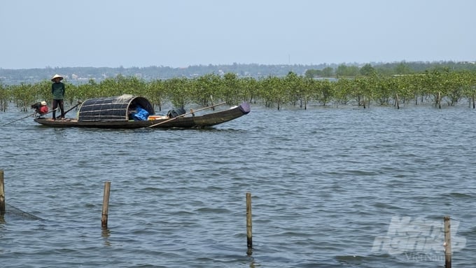 chuyen-ghi-ben-pha-tam-giang-bai-3-nhung-lang-chai-vang-thanh-nien-232850_539-232850.jpg Mặc dù được ví như 'mỏ vàng' được thiên nhiên ban tặng cho con người Thừa Thiên - Huế nhưng sông nước Tam Giang không còn sức hút đối với lao động trẻ. Ảnh: Công Điền.