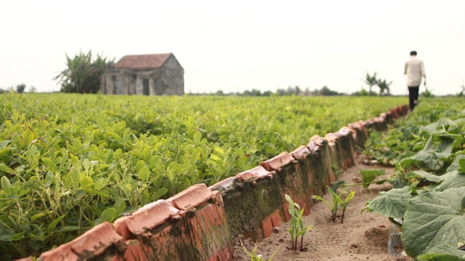 People make use of old tiles to make beds and separate fields. Photo: Minh Toan.