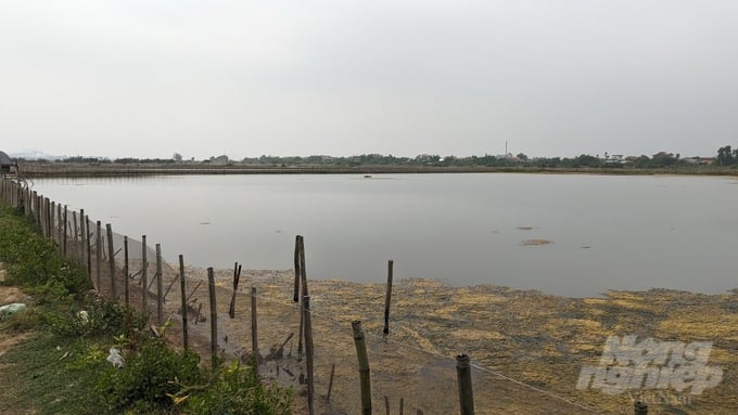 tg19-115534_85-115534.jpg Ô nhiễm môi trường do nuôi tôm ở đầm phá Tam Giang. Ảnh: Công Điền.