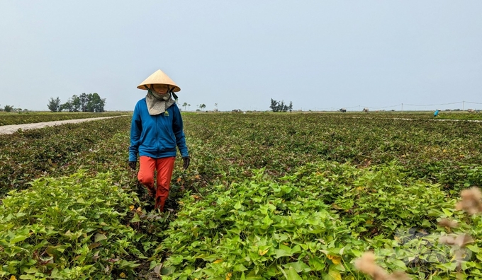 Người phụ nữ đi giữa ruộng khoai lang bên phá Tam Giang. Ảnh: Công Điền.