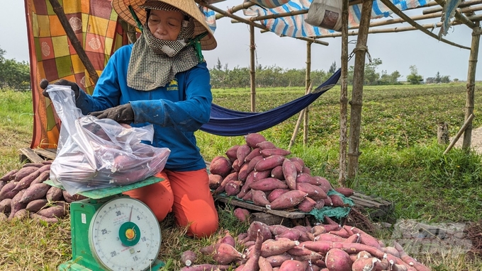 Bà Lệ cho biết, mỗi ký khoai lang được bán cho khách với giá 15.000 đồng. Ảnh: Công Điền.
