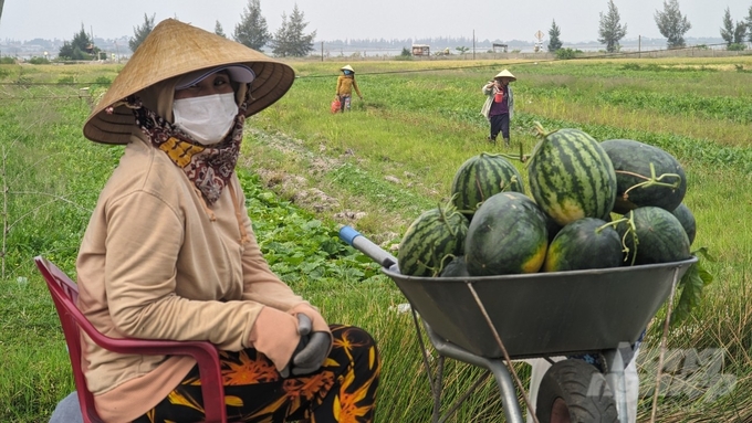 Dưa hấu trồng ở vùng đất cát ven phá Tam Giang được bày bán bên vệ đường. Ảnh: Công Điền.
