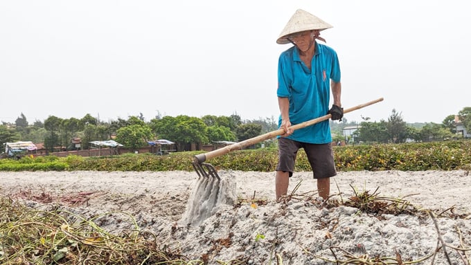 Lão nông Hồ Long thu hoạch khoai lang. Ảnh: Công Điền.