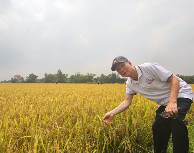 Mô hình sản xuất lúa hữu cơ ở Hà Tĩnh. Ảnh: Hoàng Anh.