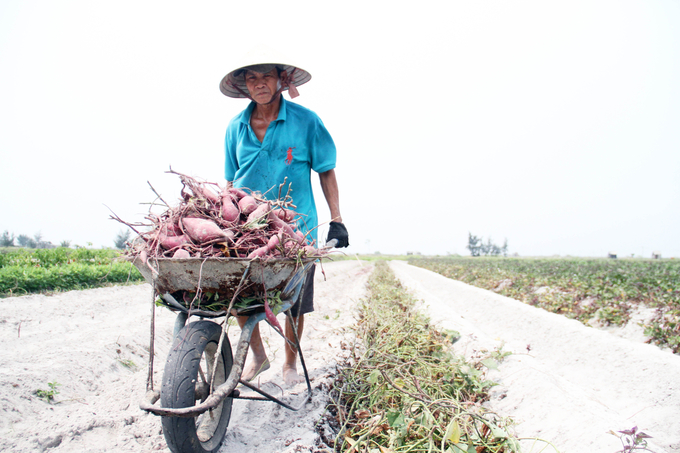 Mùa thu hoạch khoai lang bên phá Tam Giang. Ảnh: Công Điền.