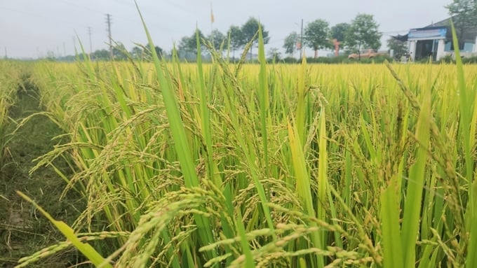 z5446430733579_c8ce3cbbc6c0deb4c04c7423f4bbe1fc-152722_273.jpg Lúa bị lép hạt, gây thất thu khoảng 50% năng suất. Ảnh: TN.