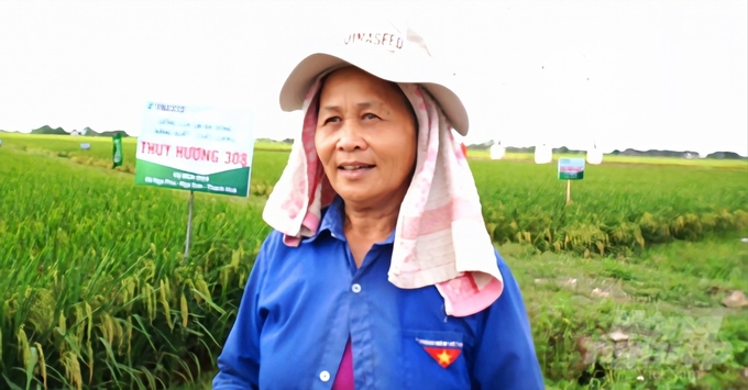 phat-trien-ben-vung-giong-lua-thuy-huong-308-bang-viec-lien-ket-3-nha-093456_78-093456.jpg Bà Nguyễn Thị Tin (thôn Chính Nghĩa, xã Nga Phú) tham gia mô hình trình diễn đánh giá cao giống lúa Thụy Hương 308. Ảnh: QT.