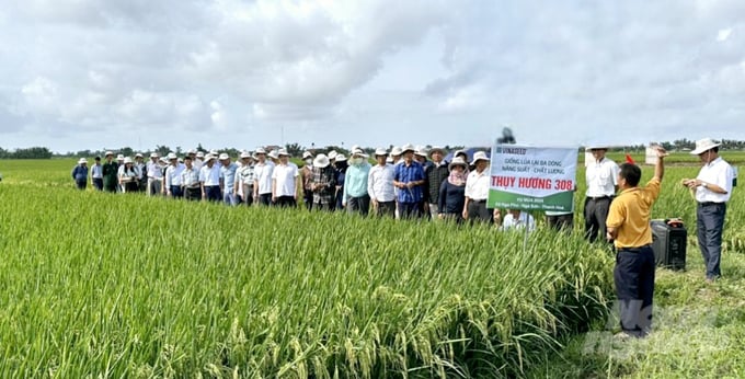 trong-giong-lua-dac-kin-hat-dan-phan-khoi-vi-nang-suat-dat-dinh-104209_694-104210.jpg Mô hình trình diễn giống lúa Thụy Hương 308 trên đồng đất xã Nga Phú, huyện Nga Sơn. Ảnh: QT.