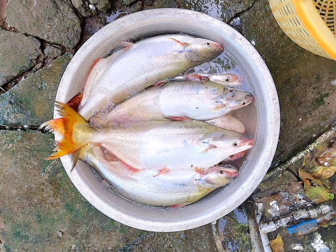 304cbe23a05701095846-142849_419.jpg Cá bông lau khai thác tự nhiên rất được ưa chuộng, giá bán dao động từ 180-350 nghìn đồng/kg (tùy kích cỡ). Ảnh: Minh Đảm.